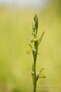 Orchideen-Spezialitäten: Ophrys apifera var. flavescens