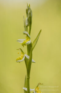Orchideen-Spezialitäten: Ophrys apifera var. flavescens