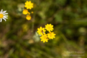 Blackstonia perfoliata