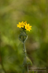 Durchwachsenblättriger Bitterling (Blackstonia perfoliata)