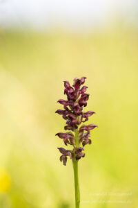 Orchideen-Spezialitäten: Wanzenknabenkraut (Anacamptis coriophora)