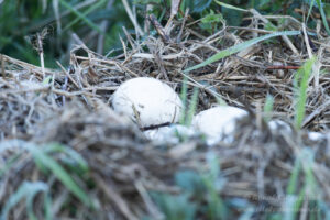 Graugans-Nest