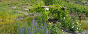 Moselapollo: Garten am Radweg