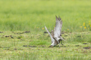 Ochsentour durchs Ochsenmoor: Große Brachvögel