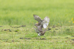 Ochsentour durchs Ochsenmoor: Große Brachvögel
