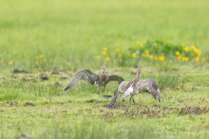 Ochsentour durchs Ochsenmoor: Große Brachvögel