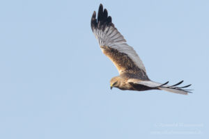 Ochsentour durchs Ochsenmoor: Rohrweihen-Männchen