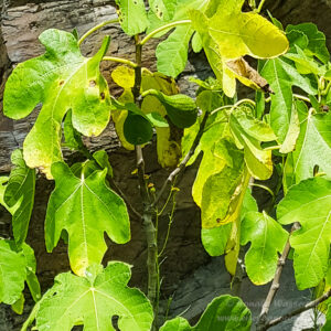 Moselapollo: Feigenbaum