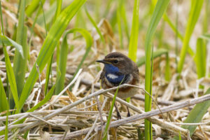 Ochsentour durchs Ochsenmoor: Blaukehlchen