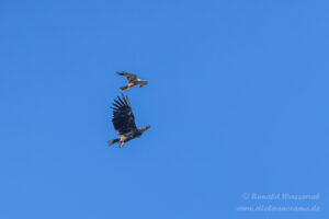 Streit zwischen Rohrweihe und Seeadler