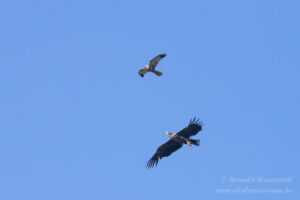 Streit zwischen Rohrweihe und Seeadler