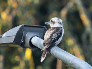 Jägerliest (Lachender Hans / Kookaburra)