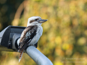 Lachender Hans / Kookaburra