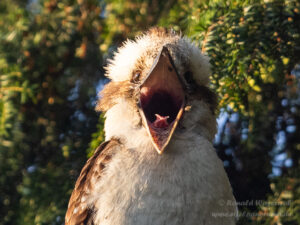 Jägerliest (Lachender Hans / Kookaburra)