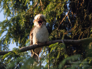 Jägerliest (Lachender Hans / Kookaburra)
