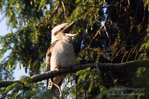 Jägerliest (Lachender Hans / Kookaburra)