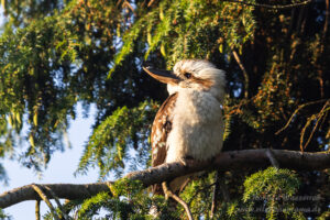 Lachender Hans / Kookaburra