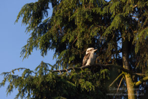 Lachender Hans / Kookaburra