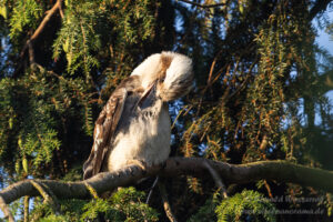 Lachender Hans / Kookaburra
