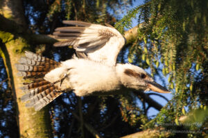Jägerliest (Lachender Hans / Kookaburra)