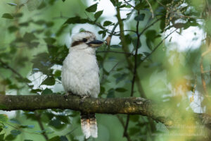 Jägerliest (Lachender Hans / Kookaburra)