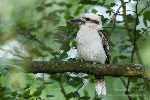 Jägerliest (Lachender Hans / Kookaburra)