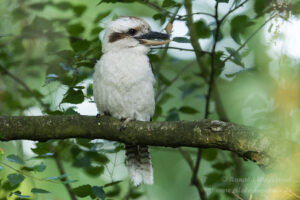 Jägerliest (Lachender Hans / Kookaburra)