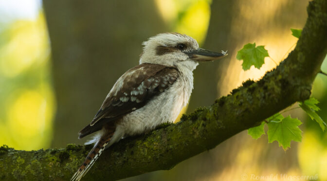 Jägerliest (Lachender Hans / Kookaburra)