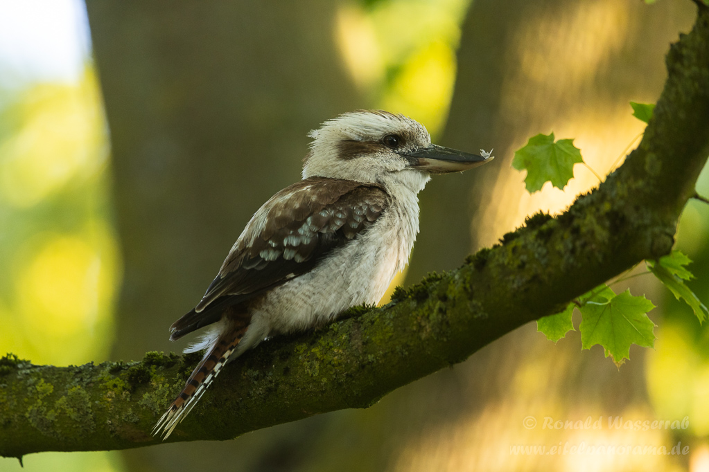 Jägerliest (Lachender Hans / Kookaburra)