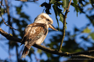 Jägerliest (Lachender Hans / Kookaburra)