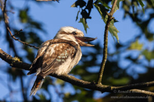 Jägerliest (Lachender Hans / Kookaburra)