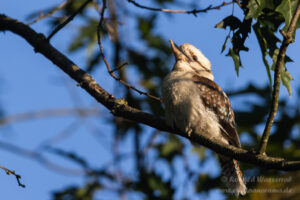Jägerliest (Lachender Hans / Kookaburra)