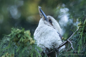 Jägerliest (Lachender Hans / Kookaburra)