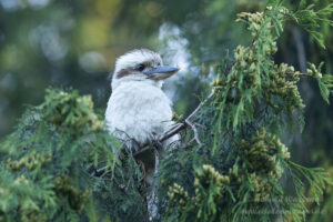 Jägerliest (Lachender Hans / Kookaburra)