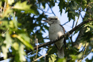 Lachender Hans / Kookaburra