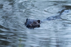 Der Biber schwimmt im Wasser und beobachtet mich