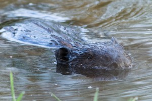 Der Biber im Wasser kommt immer näher, denn langsam hat er sich an mich gewöhnt