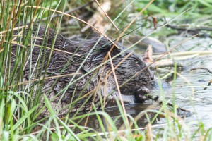 Der Biber hockt am Ufer seines Teiches und knabbert an der Rinde eines kleinen Astes