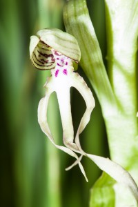 Bocksriemenzunge auf der Orchideenwiese Istein