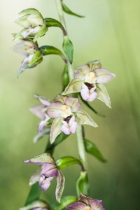 Blüten der Breitblättrigen Stendelwurz