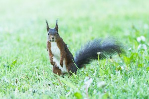 Das Eichhörnchen sitzt im Gras und schaut mich an