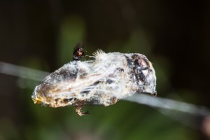 Fliege mit Milbenbefall auf eingesponnener Biene