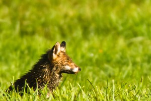 Fuchs chillt am Hexenplatz