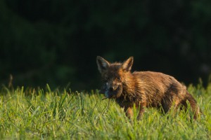 Fuchs mit Beute