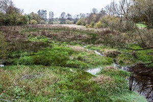 Wanderung - Graswuchs im verlandeten Biberteich