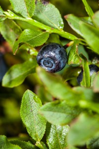 Heidelbeeren