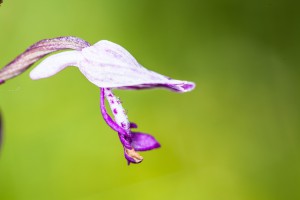 Helm Knabenkraut auf der Orchideenwiese Istein