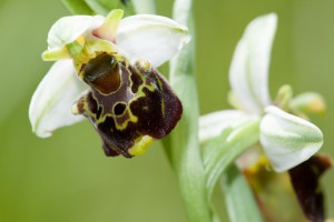 Hummel-Ragwurz auf der Orchideenwiese Istein