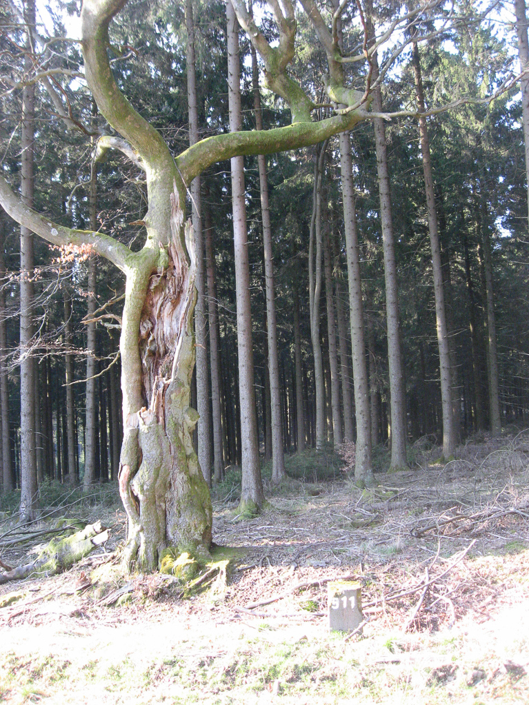 Markanter Baum am Grenzstein 511