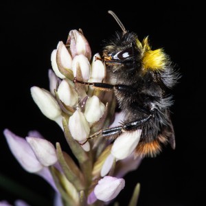 Knabenkraut von Hummel umklammert